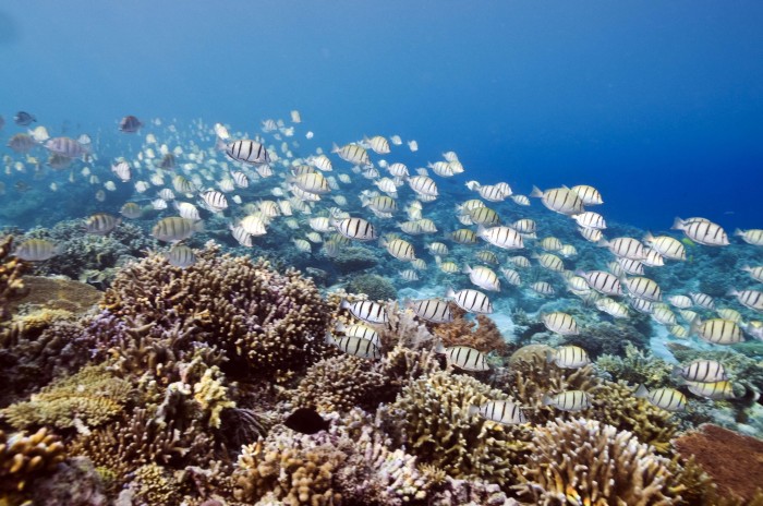 Tubbataha Reefs