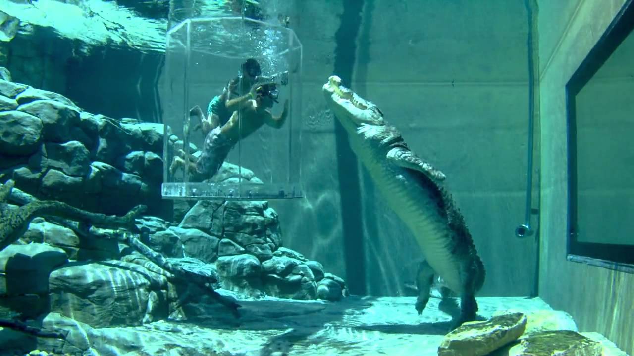 “Клетката на смъртта”, Австралия (Crocosaurus Cove, Australia)