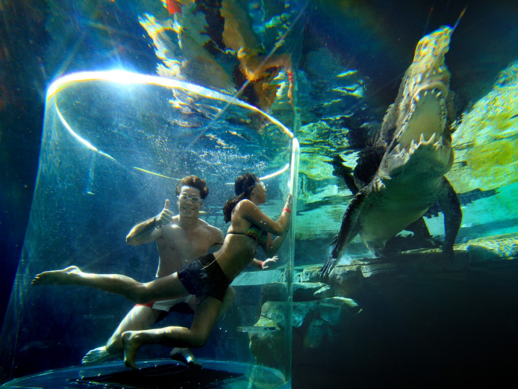 Cage-Saltwater-Crocodiles-Australia-4-1024x768