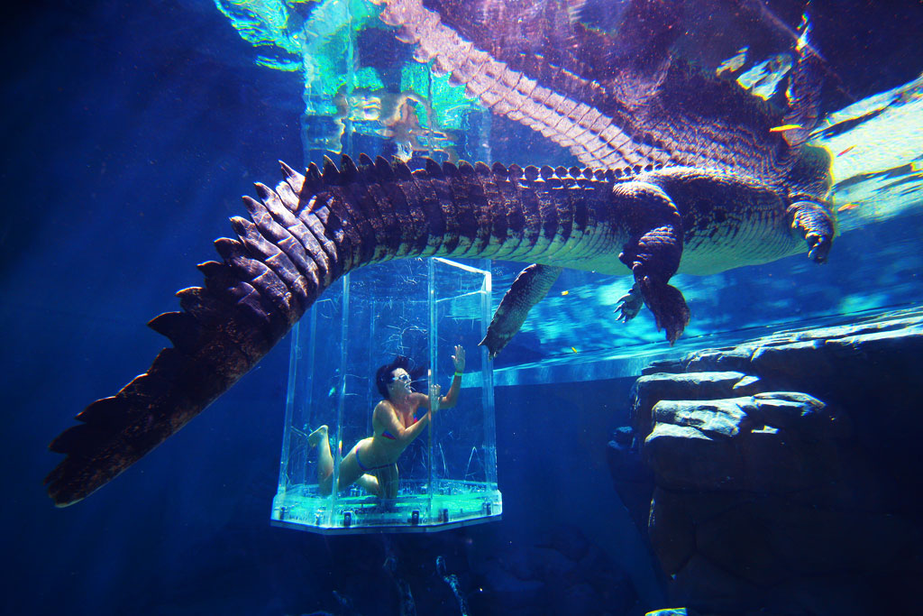 Crocosaurus-SingleDive4