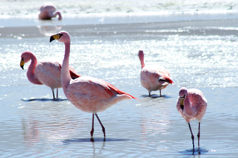 4920185464_15b224d5b3_b