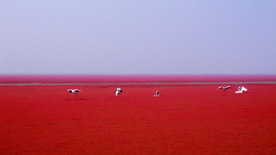 panjin-red-beach-china-7